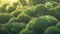 A close up of a bunch of green broccoli plants, AI