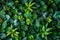 A close up of a bunch of green plants and leaves, AI