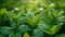 A close up of a bunch of green plants with water droplets on them, AI