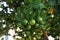 Close up of a bunch of green, unripened Calamondin Oranges growing on a tree