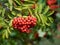 Close-up of a bunch of mountain ash