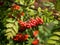 Close-up of a bunch of mountain ash