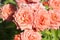 close-up: a bunch of nine light pink roses