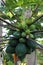 Close up of a bunch of papayas growing on a Carica Papaya plant