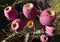 Close up Bunch of Pink Cactus Fruit