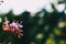 Close-up of a bunch of pink flowers of clerodendrum