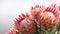 Close-up of bunch of pink protea flowers