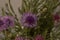 close-up: bunch of purple centaurea