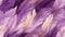 A close up of a bunch of purple and white feathers, purple, ombre and white abstract background