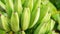 Close up of a bunch of raw bananas in an orchard
