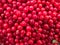 Close-up of a bunch of red cherries