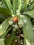 close up of bunch of red fruits from Clivia garden plant.