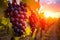 Close up of bunch of red grapes growing in vineyard with sunset sunlight