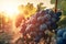 Close-up of a bunch of ripe grapes in the countryside at sunset. Grapes hanging on a vine in clear sunny weather. Generative AI