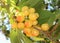 Close-up of a bunch of ripe juicy yellow cherries berries green leaves