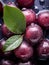 a close up of a bunch of ripe plums with water droplets