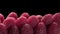 Close-up of a bunch of ripe raspberries on a black background. juicy tasty berries