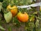 Close up of  bunch of ripening tomatoes on plant in garden, healthy antioxidant rich food