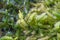 Close-up Bunch of seaweed in farm with water