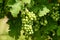 Close up of bunch of small green wine grapes