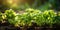 A close up of a bunch of small plants, fresh green salad in green house.