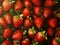 A close up of a bunch of strawberries