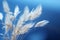 a close up of a bunch of tall grass with a blue sky in the background