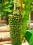 Close up a bunch of tiny green banana, musa chiliocarpa back