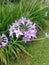 Close up of a bunch of tiny purple flowers