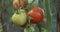 Close up on bunch of tomatoes growing on the bush, sprinkled with water, red and green tomatoes