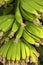 Close-up of bunch of unripe baby bananas of Dwarf Cavendish variety, growing in Tenerife, Canary Islands, Spain