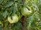 Close up of bunch unusual deformed unripe green tomatoes on plant in garden