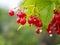 Close-up of a bunch of viburnum berries growing on a branch after rain. Berries and leaves are covered with drops of water