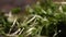 Close-up of bunch of washed fresh green herbs falling on wooden board or table in the kitchen. Stock footage. Greens for