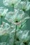 A close up of a bunch of white flowers with green stems, AI