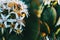 Close-up of a bunch of white flowers of sedum album