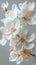 A close up of a bunch of white flowers, Spring close-up image of apple blossoms