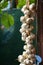 Close up of bunch of white garlic Allium sativum. Harvest time. drying on wooden background. Hanging to dry. Pile of garlic bulb