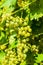 Close-up of a bunch of white grapes. Vineyards sunny day with white ripe clusters of grapes. Italy Lake Garda.