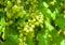 Close-up of a bunch of white grapes. Vineyards sunny day with white ripe clusters of grapes. Italy Lake Garda.