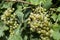 Close-up of a bunch of white grapes. Vineyards sunny day with white ripe clusters of grapes. Italy Lake Garda.