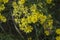 close-up: a bunch of willowleaf yellowhead in the lane