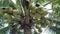 Close-up a bunch of young, green-husked coconuts on a coconut tree