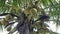 Close-up a bunch of young, green-husked coconuts on a coconut tree