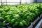 close-up of bunches of basil, ready for harvest in aquaponics system