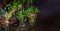 Close-up of bunches of fresh aromatic culinary herbs in glass jars on a dark table. Kitchen background, banner, panorama