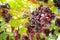 Close-up of bunches of fresh red grapes from many trees.