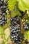 Close-up of bunches of grapes from the famous vineyard of Monbazillac, France
