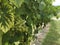 Close-up of bunches of grapes from the famous vineyard of Monbazillac, France