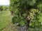 Close-up of bunches of grapes from the famous vineyard of Monbazillac, France